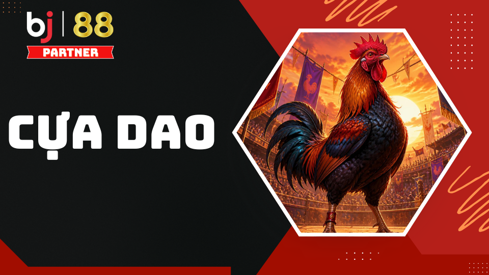 Cựa dao thường phổ biến ở c&aacute;c bồ g&agrave; Phi v&agrave; Nam Mỹ